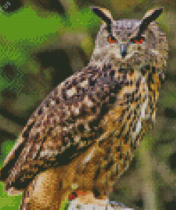 Eagle Owl Bird Diamond Painting