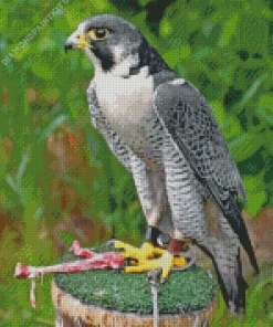Falcon Bird Diamond Painting