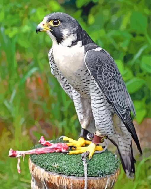 Falcon Bird Diamond Painting