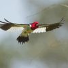 Flying Red Headed Woodpecker Diamond Painting