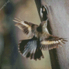 Flying Treecreeper Bird Diamond Painting