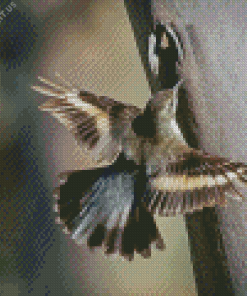 Flying Treecreeper Bird Diamond Painting