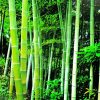 Green Bamboo Diamond Painting