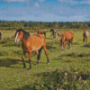 Horses In New Forest National Park Diamond Painting