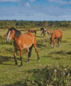 Horses In New Forest National Park Diamond Painting