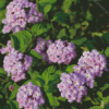 Lantana Purple Flowers Diamond Painting