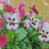 Pansy Flower Diamond Painting