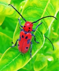 Red Beetle Diamond Painting