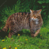 Scottish Wild Cat Diamond Painting