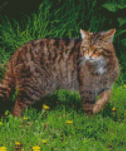 Scottish Wild Cat Diamond Painting