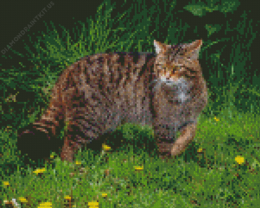 Scottish Wild Cat Diamond Painting