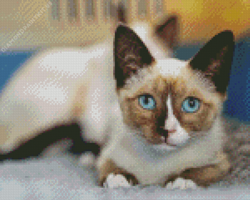 Snowshoe Cat Diamond Painting