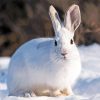 Snowshoe Hare Diamond Painting