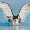 Stretching Wings Of Black Skimmer Diamond Painting