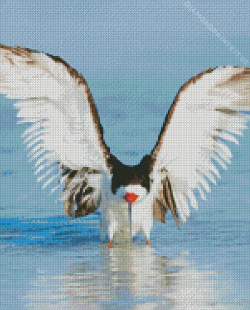 Stretching Wings Of Black Skimmer Diamond Painting