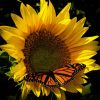Sunflower Butterfly Diamond Painting