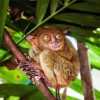 Tarsier On Tree Diamond Painting