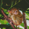 Tarsier On Tree Diamond Painting