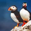Two Puffins On Rocks Diamond Painting