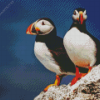 Two Puffins On Rocks Diamond Painting