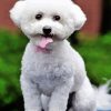 White Miniature Poodle Diamond Painting