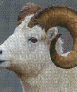 White Sheep With Horns Diamond Painting