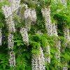 White Wisteria Floribunda Diamond Painting