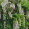 White Wisteria Floribunda Diamond Painting