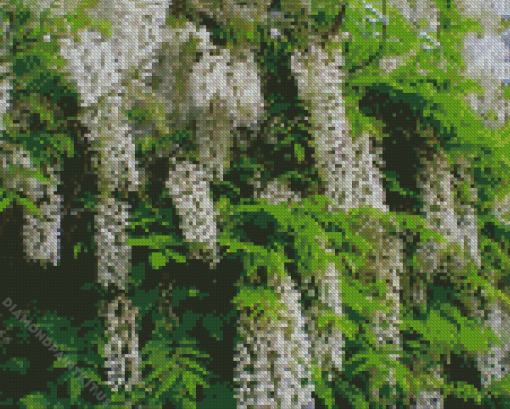 White Wisteria Floribunda Diamond Painting