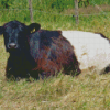 Belted Galloway Diamond Painting