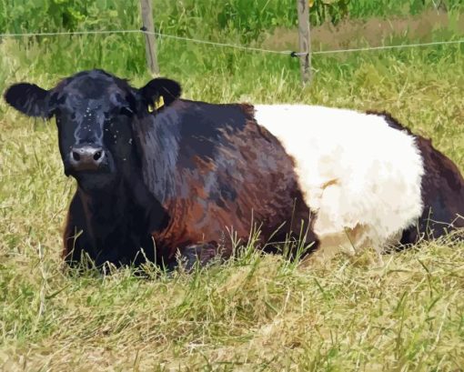 Belted Galloway Diamond Painting