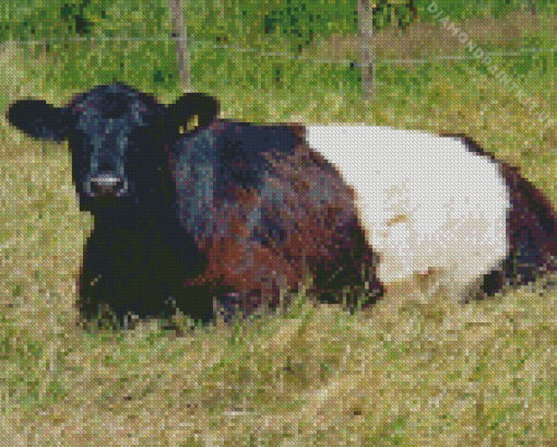 Belted Galloway Diamond Painting