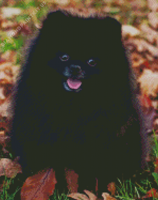 Black Pomeranian Diamond Painting