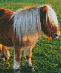 Brown Shetland Pony Diamond Painting
