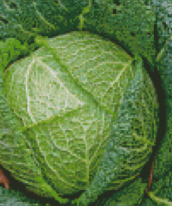 Cabbage Diamond Painting