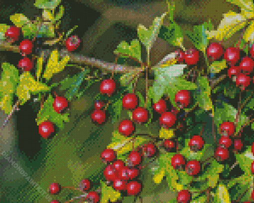 Hawthorn Diamond Painting