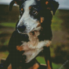 Herding Dog Diamond Painting