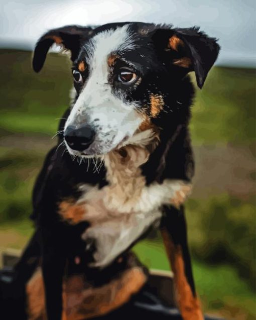 Herding Dog Diamond Painting