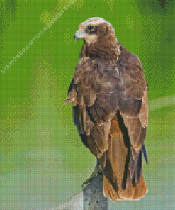 Marsh Harrier Bird Diamond Painting