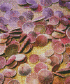 Sand Dollar Diamond Painting