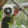 Sifaka Diamond Painting