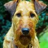 Irish Terrier Diamond Painting