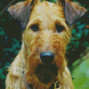 Irish Terrier Diamond Painting