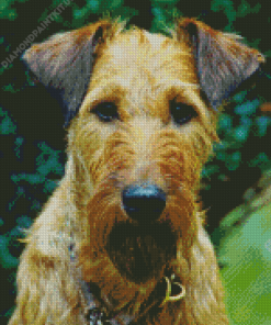 Irish Terrier Diamond Painting