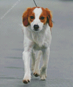 Adorable Kooikerhondje dog Diamond Painting