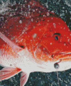 Red Snapper Diamond Painting