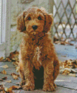 Brown Labradoodle Puppy Dog Diamond Painting
