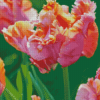 Pink Parrot Tulips Diamond Painting