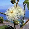 Tasmanian Blue Gum Plant Diamond Painting