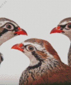 Partridge Birds Diamond Painting